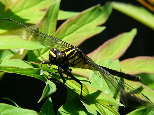 I this year looked at the first dragonfly #3