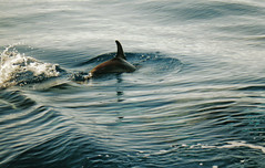 common dolphin4