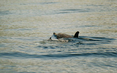 common dolphin2