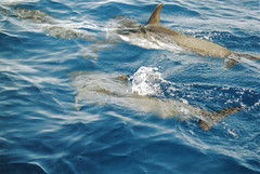 spotted dolphin2