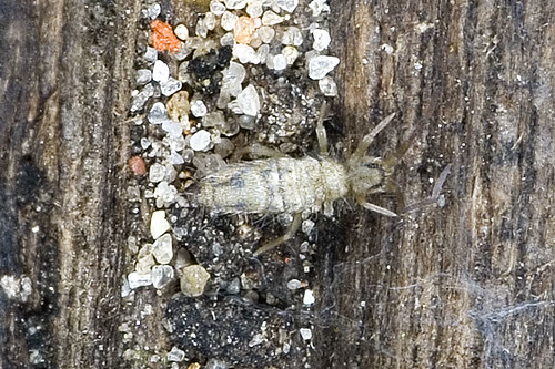 collembola
