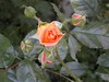 rose_orange