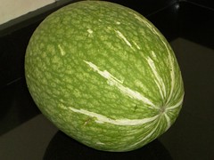 Sharkfin Melon