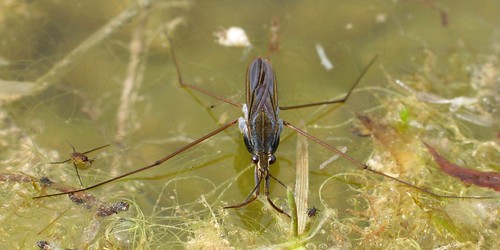 Water strider adult and adolescent
