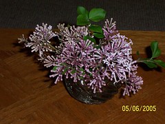 Sweet smelling Lilacs