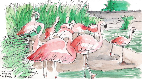 050607-sk18 flamingos