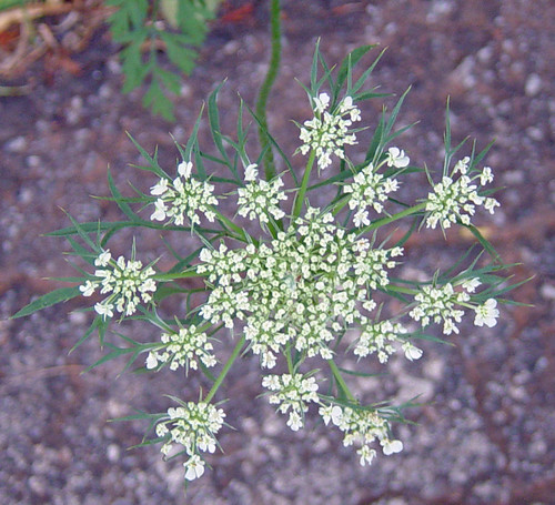 Queen Anne's Lace (also known as Wild Carrot)