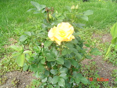 bloomimg roses June 4,2005 001