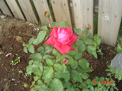 bloomimg roses June 4,2005 003