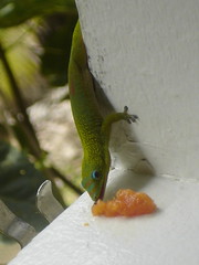 Madagascar Gecko