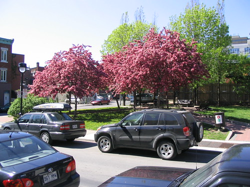 flickr photo: Sakuras in bloom